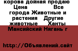 корова дойная продаю › Цена ­ 100 000 - Все города Животные и растения » Другие животные   . Ханты-Мансийский,Нягань г.